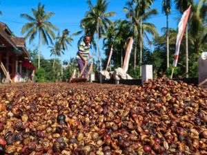 Panen Raya Kopi Robusta Banyuwangi Melimpah, Tembus 1 Ton per Hektare Panen Raya Kopi Robusta Banyuwangi Melimpah, Tembus 1 Ton per Hektare