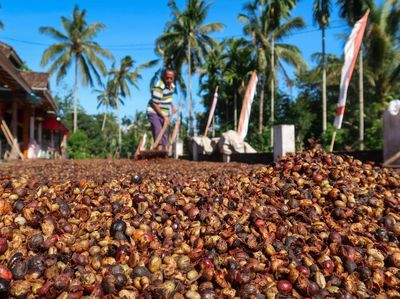 Panen Raya Kopi Robusta Banyuwangi Melimpah, Tembus 1 Ton per Hektare