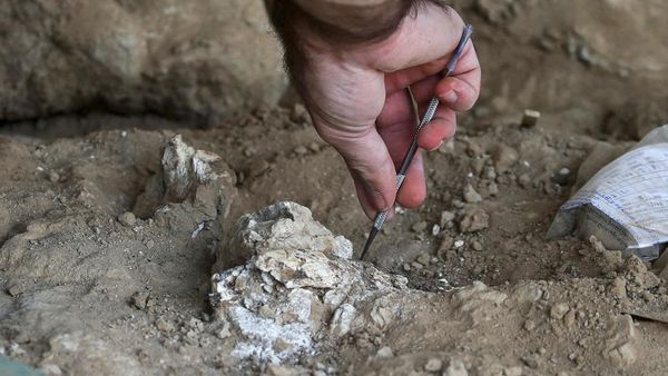 Penemuan Mengejutkan Rahang Manusia Purba Berusia 1,8 Juta Tahun di Georgia