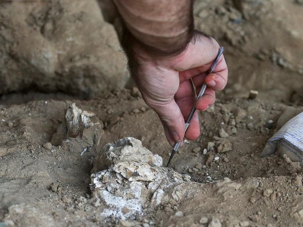 Penemuan Mengejutkan Rahang Manusia Purba Berusia 1,8 Juta Tahun di Georgia