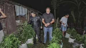 Penampakan Polisi Bongkar Ladang Ganja di Blitar
