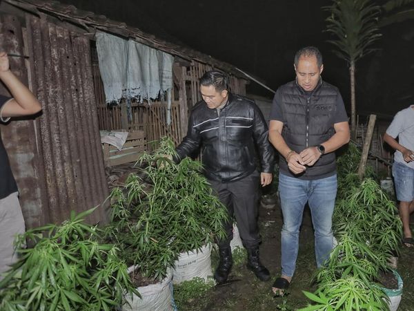 Penampakan Polisi Bongkar Ladang Ganja di Blitar