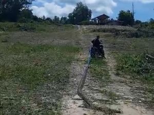 Ular Piton 7 Meter di Konsel Mati Ditebas Warga Usai Hendak Mangsa Babi Hutan Ular Piton 7 Meter di Konsel Mati Ditebas Warga Usai Hendak Mangsa Babi Hutan
