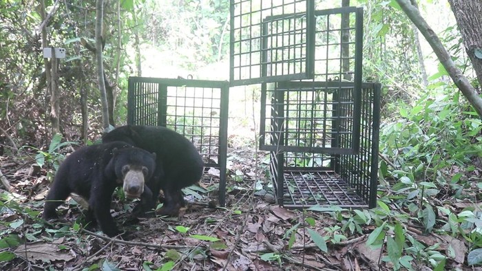 BKSDA Jambi dan REKI Sukses Lepasliarkan Dua Beruang Madu di Hutan Harapan