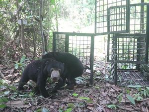 2 Beruang Madu di Jambi Dilepasliarkan di Hutan Harapan 2 Beruang Madu di Jambi Dilepasliarkan di Hutan Harapan