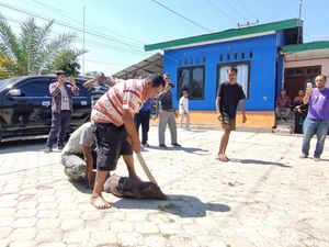 Ritual Sembelih Babi Ikada Tolak Kompol Cosmas Dipecat dari Polri Ritual Sembelih Babi Ikada Tolak Kompol Cosmas Dipecat dari Polri