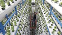 Ladang Hidroponik Vertikal di Jakarta Hasilkan 2 Ton Sayur Tiap Bulan