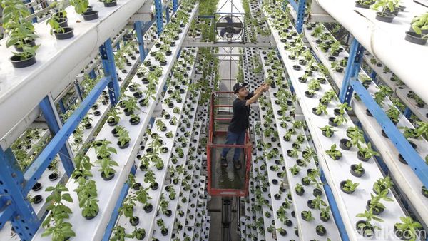 Ladang Hidroponik Vertikal di Jakarta Hasilkan 2 Ton Sayur Tiap Bulan