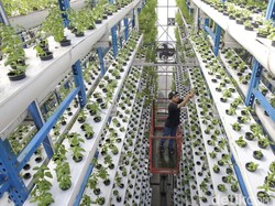Video Melihat Ladang Hidroponik Vertikal Pertama di Jakarta Setinggi 18 Meter