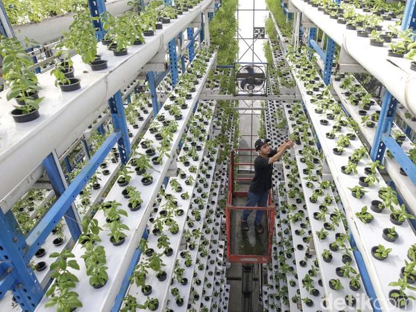 Ladang Hidroponik Vertikal di Jakarta Hasilkan 2 Ton Sayur Tiap Bulan