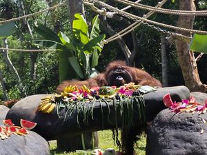 Jacky, Orang Utan di Bali Zoo Rayakan Ultah ke-48 Jacky, Orang Utan di Bali Zoo Rayakan Ultah ke-48