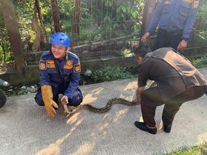 Hii... Ular Sanca Tiba-tiba Muncul di Dapur Rumah Warga Bogor Hii... Ular Sanca Tiba-tiba Muncul di Dapur Rumah Warga Bogor