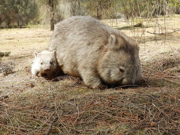 Satu-satunya di Dunia, Mengapa Kotoran Hewan Wombat Kotak-Kotak?