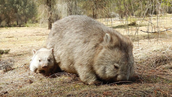 Rahasia Alam, Kenapa Kotoran Wombat Berbentuk Kubus Ajaib?