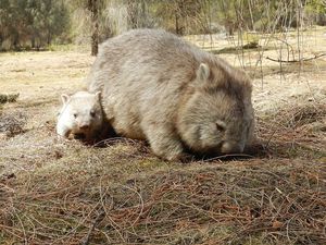 Satu-satunya di Dunia, Mengapa Kotoran Hewan Wombat Kotak-Kotak? Satu-satunya di Dunia, Mengapa Kotoran Hewan Wombat Kotak-Kotak?