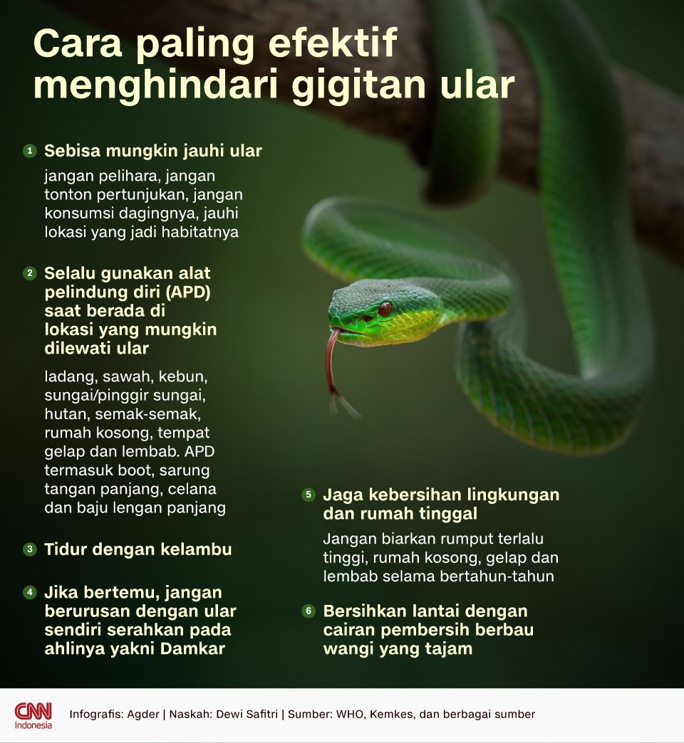 infografis: Cara paling efektif menghindari gigitan ular