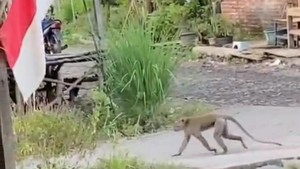 Video: Nahas Bocah di Pasuruan Tubuh Penuh Luka Diserang Monyet Liar