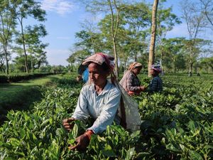 Cuaca Kering Ancam Masa Depan Teh India dan Pasokan Global Cuaca Kering Ancam Masa Depan Teh India dan Pasokan Global