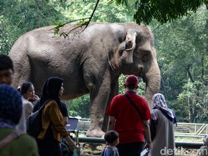 Serba-serbi Ragunan Buka Wisata Malam Minggu Serba-serbi Ragunan Buka Wisata Malam Minggu