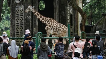 Ragunan Diserbu Liburan: Ribuan Pengunjung Tumpah Ruah!