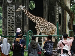 Sensasi Baru! Malam Mingguan Sambil Lihat Satwa di Ragunan