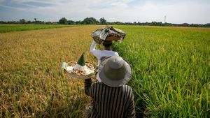Festival Mbok Sri, Ungkapan Syukur Petani Klaten di Tengah Sawah
