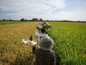 Festival Mbok Sri, Ungkapan Syukur Petani Klaten di Tengah Sawah Festival Mbok Sri, Ungkapan Syukur Petani Klaten di Tengah Sawah