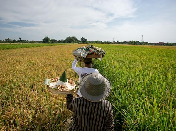 Festival Mbok Sri, Ungkapan Syukur Petani Klaten di Tengah Sawah