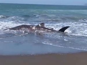 Hiu Tutul Panjang 4 Meter Terdampar di Pantai Puger Jember Hiu Tutul Panjang 4 Meter Terdampar di Pantai Puger Jember