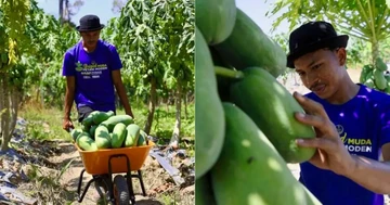 Petani Buah Kaya Raya, Kantongi Puluhan Juta Rupiah!