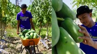 Keren! Penghasilan Petani Buah Ini Capai Rp 50 Juta per Bulan
