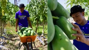 Keren! Penghasilan Petani Buah Ini Capai Rp 50 Juta per Bulan