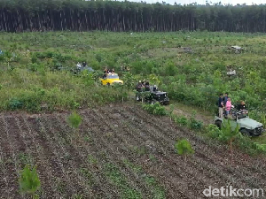 Video Pinus Sewu, Rekomendasi Wisata di Lumajang Video Pinus Sewu, Rekomendasi Wisata di Lumajang