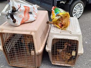 2 Penjagal Anjing di Pekanbaru Dibekuk, Beroperasi Selama 2 Tahun 2 Penjagal Anjing di Pekanbaru Dibekuk, Beroperasi Selama 2 Tahun