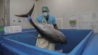 Ikan Tuna Ternate Jadi Andalan Ekspor, Ribuan Ekor Diolah Tiap Hari