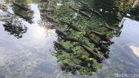 Daya Tarik Wisata Ikan Dewa di Cibulan Kuningan