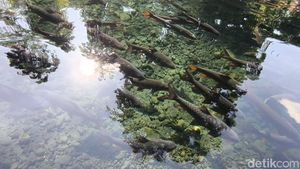 Daya Tarik Wisata Ikan Dewa di Cibulan Kuningan