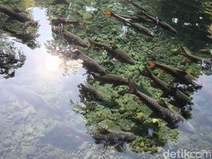 Daya Tarik Wisata Ikan Dewa di Cibulan Kuningan Daya Tarik Wisata Ikan Dewa di Cibulan Kuningan