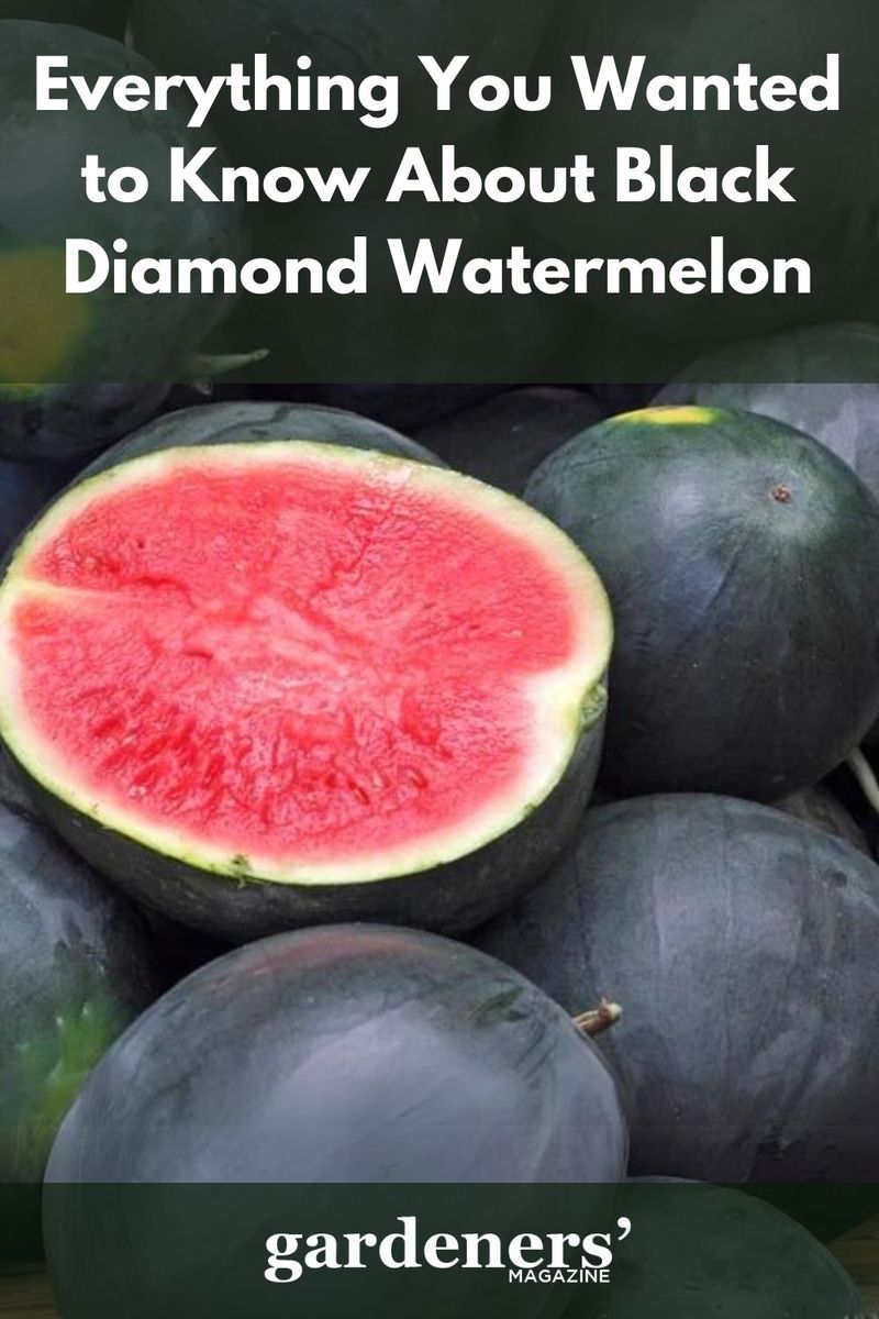 Black Diamond,