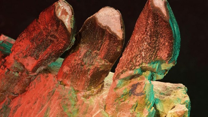 Rahasia Tersembunyi di Balik Gigi Dinosaurus, Lebih dari Sekadar Makanan!