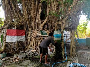 Video: Pria di Sidoarjo Hidup Belasan Tahun di Rumah Pohon Beringin Video: Pria di Sidoarjo Hidup Belasan Tahun di Rumah Pohon Beringin