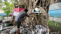 Potret Pria Asal Sidoarjo Tinggal di Pohon Beringin