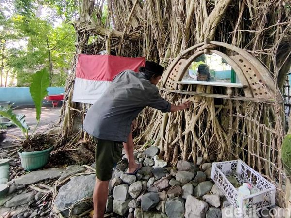 Potret Pria Asal Sidoarjo Tinggal di Pohon Beringin