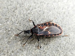 280 Ribu Warga AS Terinfeksi Penyakit Chagas dari Kissing Bug, Kenali Gejalanya