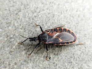 280 Ribu Warga AS Terinfeksi Penyakit Chagas dari Kissing Bug, Kenali Gejalanya 280 Ribu Warga AS Terinfeksi Penyakit Chagas dari Kissing Bug, Kenali Gejalanya