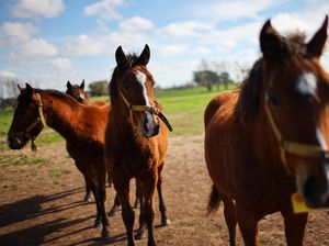 Kuda Hasil Rekayasa Genetika Pertama di Dunia Guncang Olahraga Polo Argentina