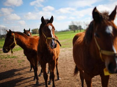 Kuda Hasil Rekayasa Genetika Pertama di Dunia Guncang Olahraga Polo Argentina
