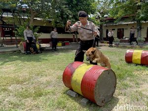 Mengenal Unit Satwa K-9 Polda Jatim yang Bantu Bongkar Kasus Mulitasi Mengenal Unit Satwa K-9 Polda Jatim yang Bantu Bongkar Kasus Mulitasi