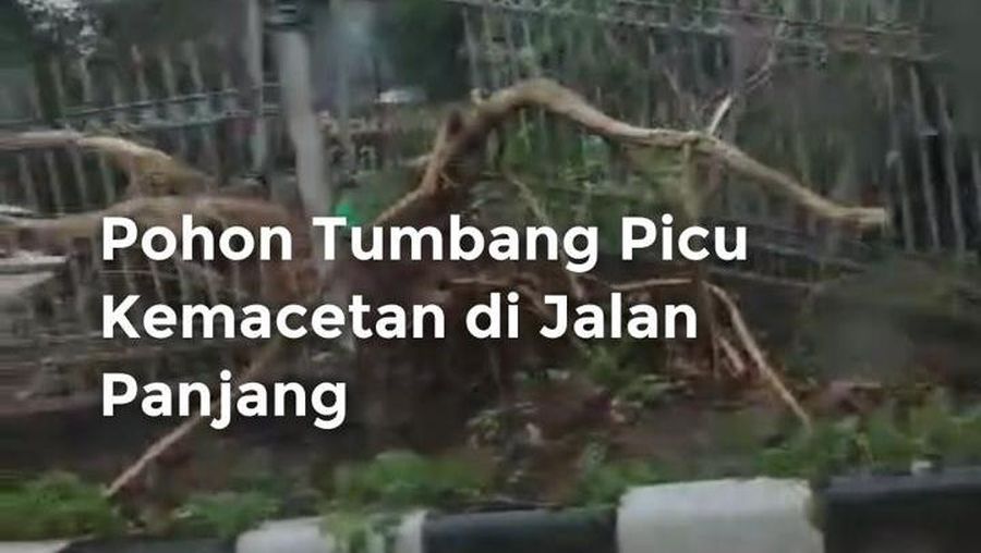 Video Macet di Jalan Panjang gegara Pohon Tumbang