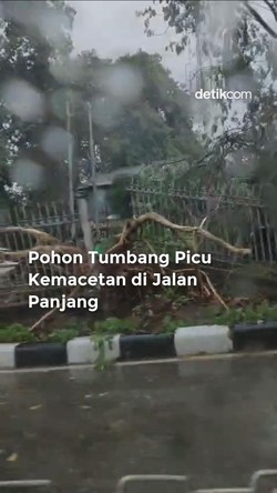 Video Macet di Jalan Panjang gegara Pohon Tumbang